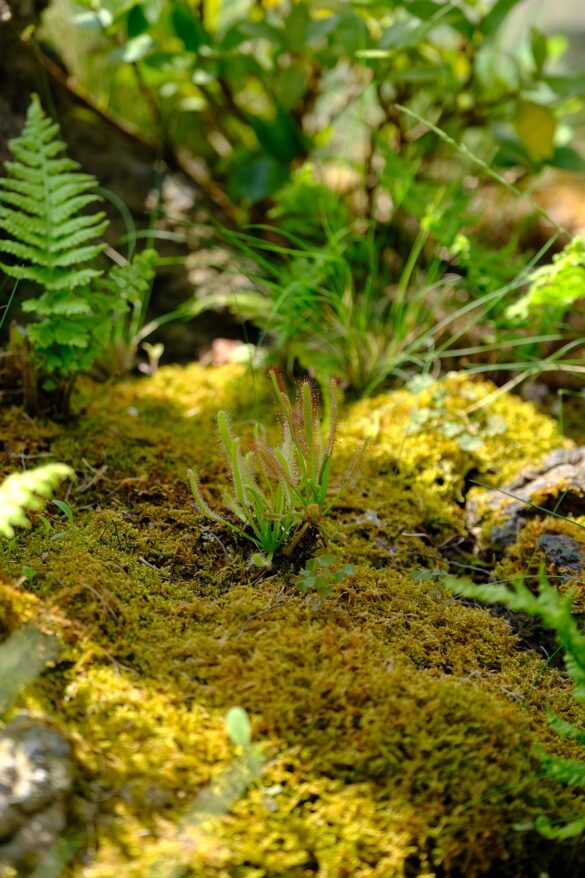 forest, garden, terrarium, spring, nature, landscape, plants