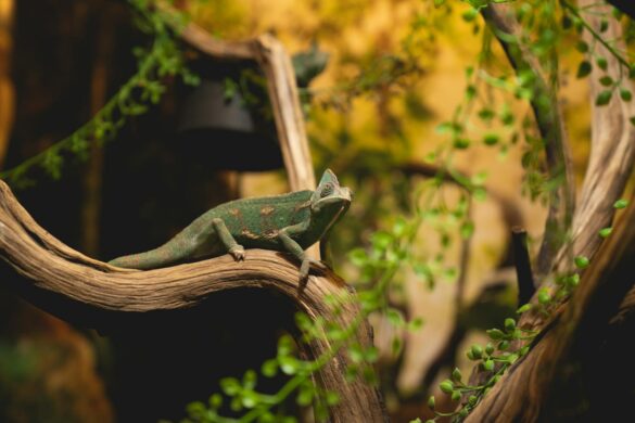 A vibrant chameleon perched on a tree branch surrounded by greenery, showcasing wildlife in a natural setting.