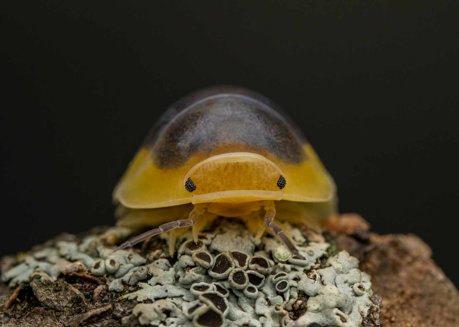 Why Your Spider Needs a “Cleanup Crew”: A Guide to Springtails & Isopods