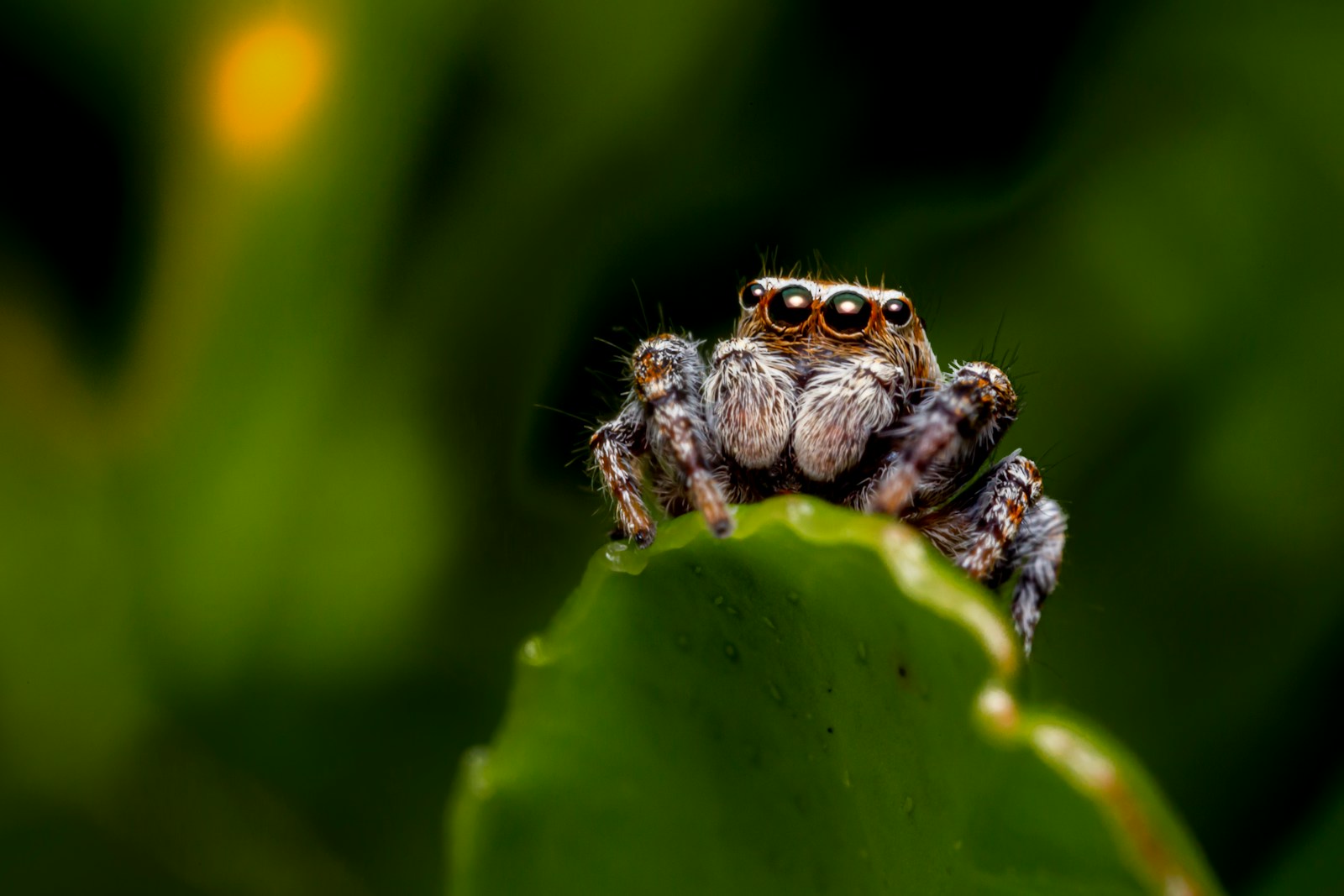 Why “Puppy Spiders” Are The Viral Pet of 2026 (And Why You Want One)