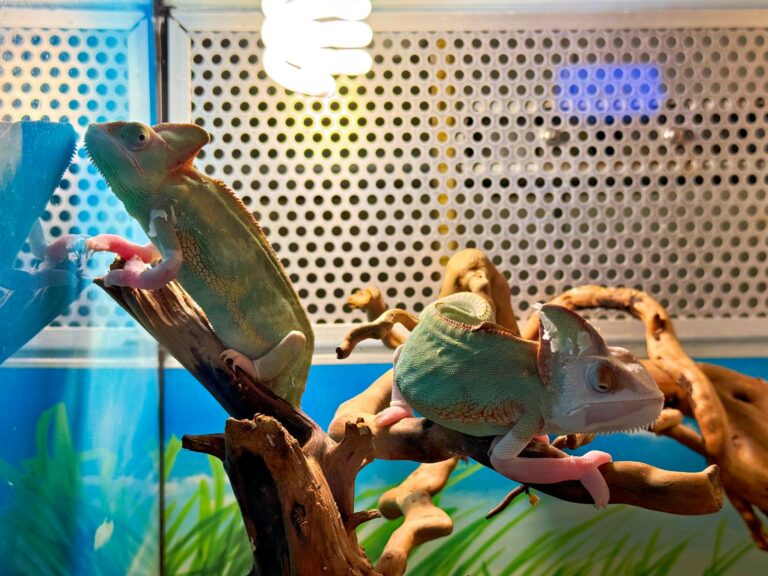 A display of a lizard on a tree branch